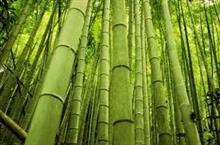 Bambous
